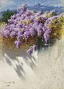 Antonio Mancini Wisteria in bloom oil